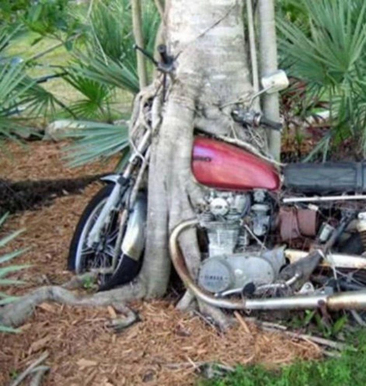 Những dáng cây mọc 'ngang trái' có một không hai gây kinh ngạc - 2