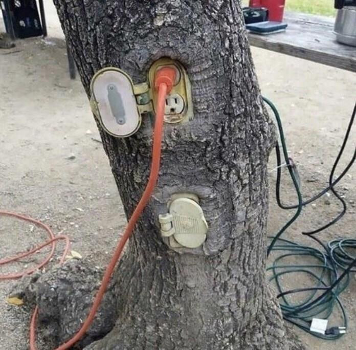 Những dáng cây mọc 'ngang trái' có một không hai gây kinh ngạc - 10