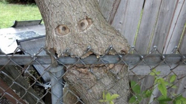 Những dáng cây mọc 'ngang trái' có một không hai gây kinh ngạc - 7