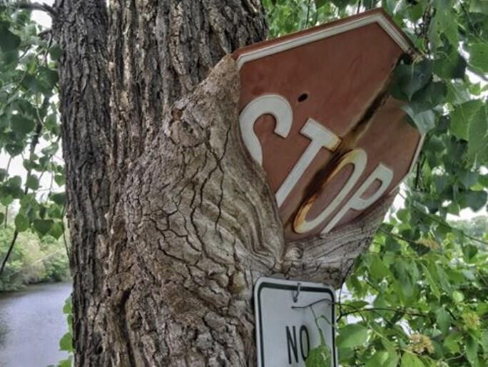 Những dáng cây mọc 'ngang trái' có một không hai gây kinh ngạc - 8