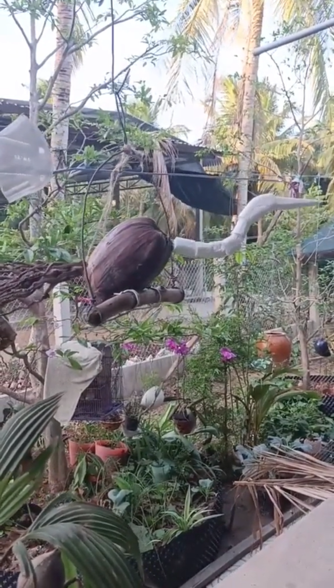 ‘Chú chim’ lạ hót véo von trong vườn, dân mạng thi nhau đoán từ cò đến kền kền - 1