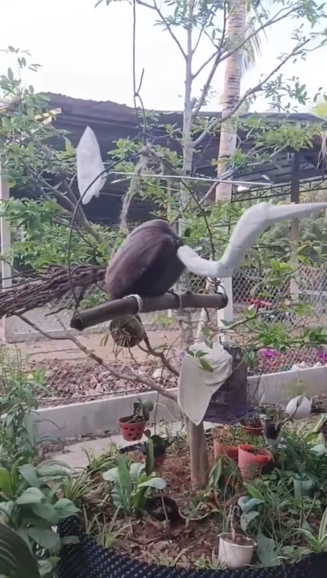 ‘Chú chim’ lạ hót véo von trong vườn, dân mạng thi nhau đoán từ cò đến kền kền - 3