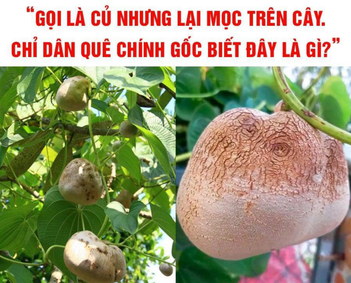Gọi là củ nhưng mọc trên cây, là thứ gì? - 1