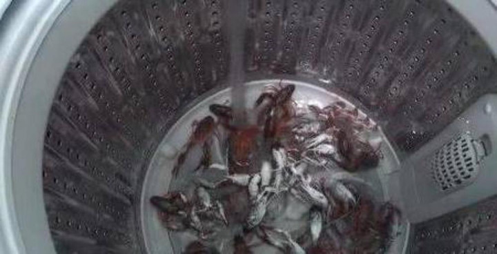 Con dâu rửa tôm bằng máy giặt, mẹ chồng cười phá lên khi thấy kết quả - 2