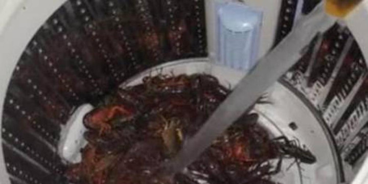 Con dâu rửa tôm bằng máy giặt, mẹ chồng cười phá lên khi thấy kết quả - 1