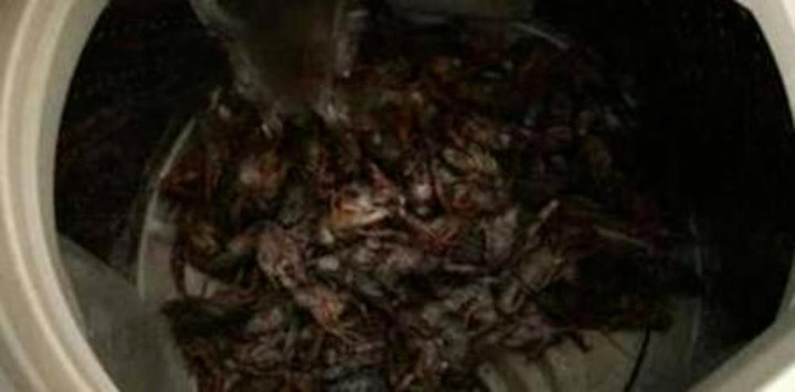 Con dâu rửa tôm bằng máy giặt, mẹ chồng cười phá lên khi thấy kết quả - 3