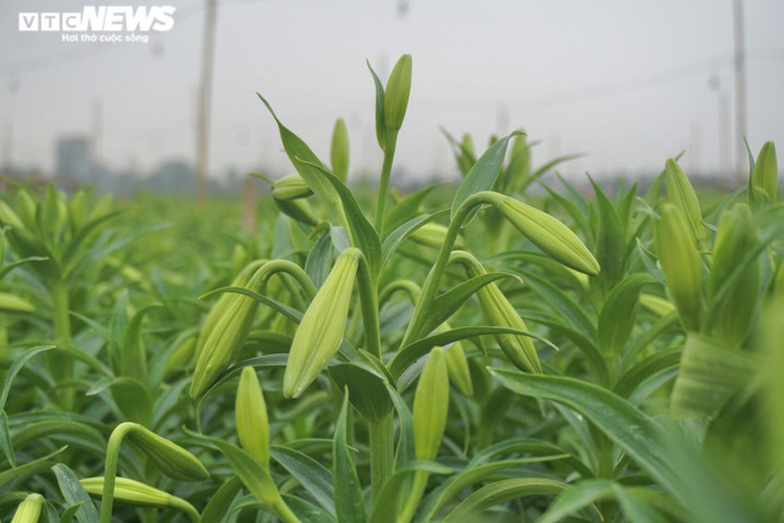 'Đặc sản tháng 3 của Hà Nội' đắt đỏ, khách vẫn tấp nập mua - 1