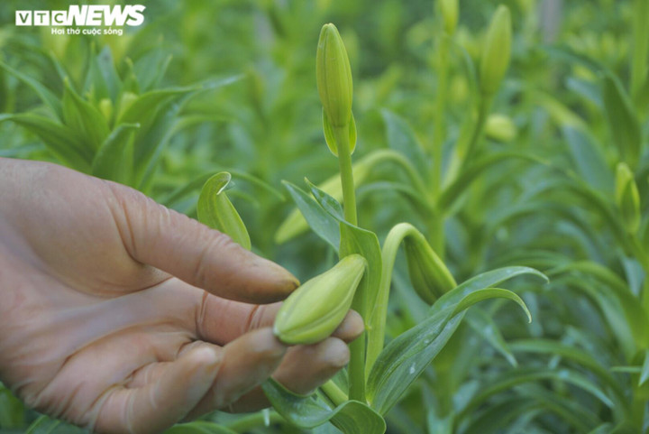 'Đặc sản tháng 3 của Hà Nội' đắt đỏ, khách vẫn tấp nập mua - 7