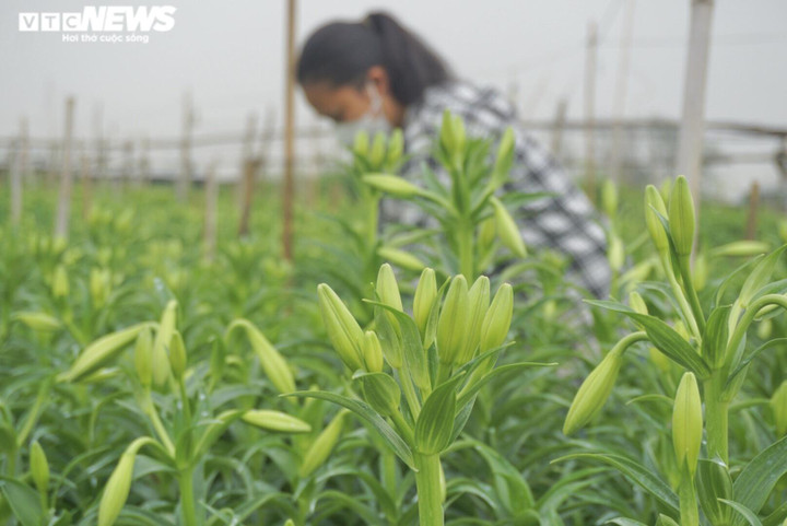 'Đặc sản tháng 3 của Hà Nội' đắt đỏ, khách vẫn tấp nập mua - 5