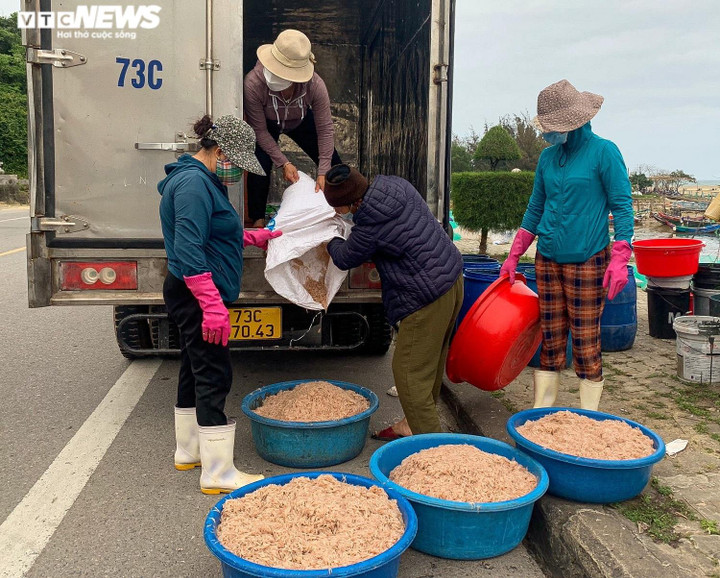 Ảnh: Ngư dân Quảng Bình ‘than dài’ dù trúng đậm ruốc biển, cá trích - 4