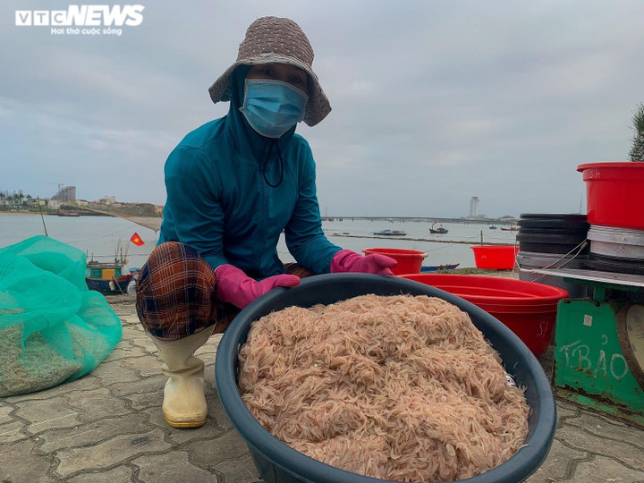 Ảnh: Ngư dân Quảng Bình ‘than dài’ dù trúng đậm ruốc biển, cá trích - 5