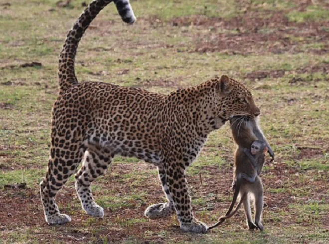 Xót xa hình ảnh khỉ con ôm chặt xác mẹ trong miệng báo hoa mai - 1