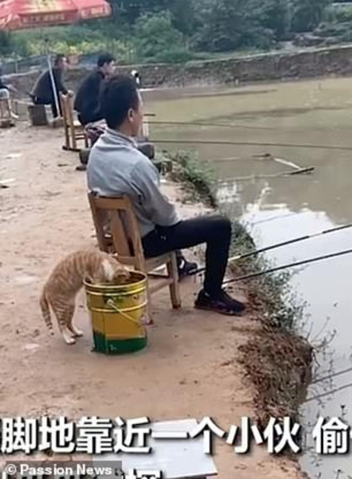 Dở khóc dở cười mua thú cưng về nuôi ai ngờ rước nhầm 'đạo chích' thứ thiệt - 2