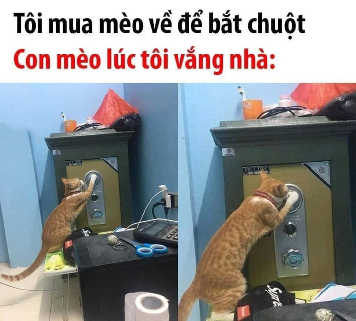 Dở khóc dở cười mua thú cưng về nuôi ai ngờ rước nhầm 'đạo chích' thứ thiệt - 5