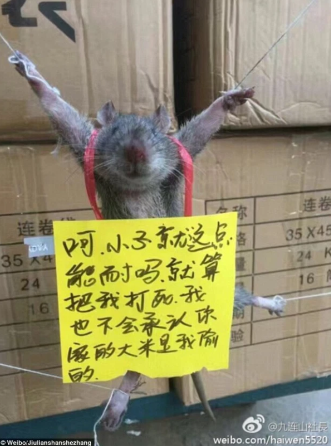 Bi hài cảnh ‘đạo chích’ 4 chân trộm gạo bị bắt quả tang, nhận hình phạt khó đỡ - 1