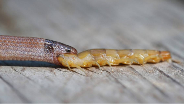 Rắn quý hiếm bỏ mạng vì ăn thịt rết độc quá khổ - 1