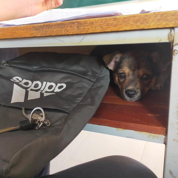 Tìm ra bí mật dưới hộc bàn nam sinh, cô giáo sững sờ 'chưa thấy vụ nào như này’ - 1