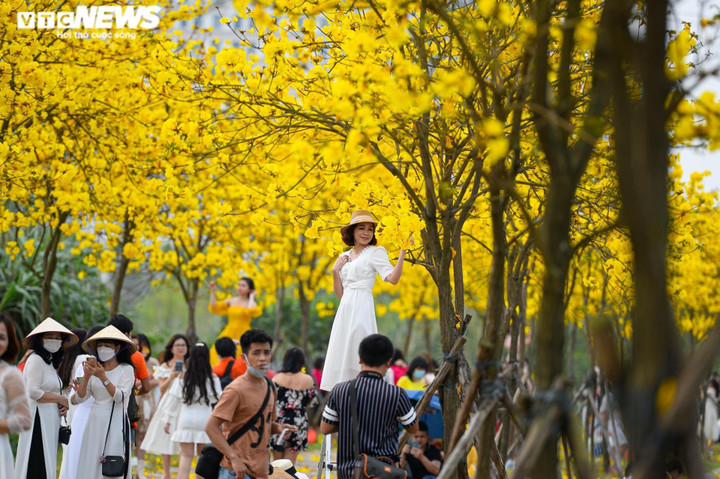 Hà Nội: Đường hoa phong linh dừng đón khách, nhiều người ngậm ngùi quay về - 2