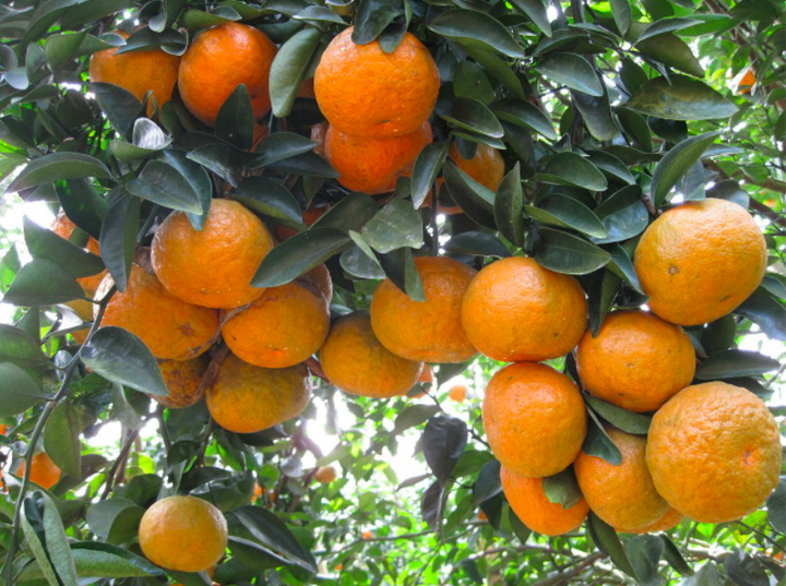 Ăn 1 quả cam/ngày có thể thay đổi thể lực 'kỳ diệu': Khỏe từ nội tạng đến làn da - 5