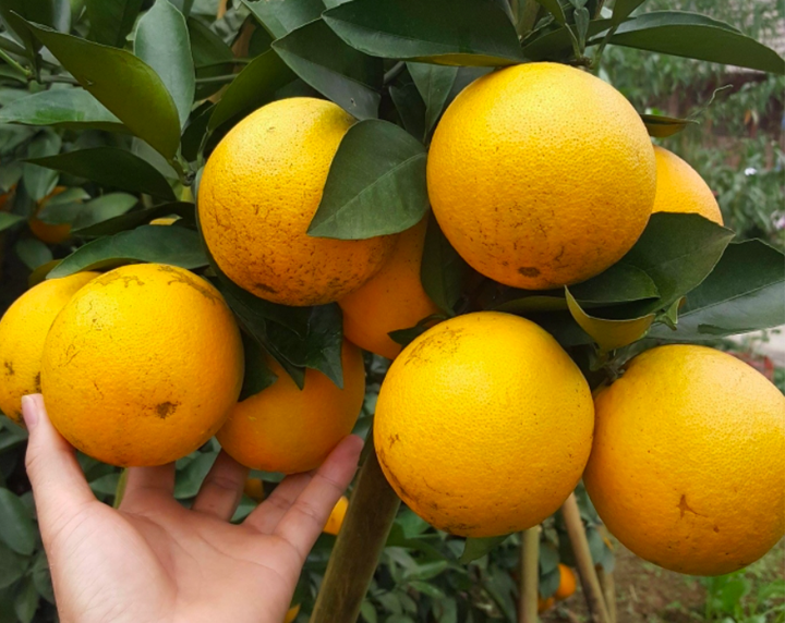 Ăn 1 quả cam/ngày có thể thay đổi thể lực 'kỳ diệu': Khỏe từ nội tạng đến làn da - 3