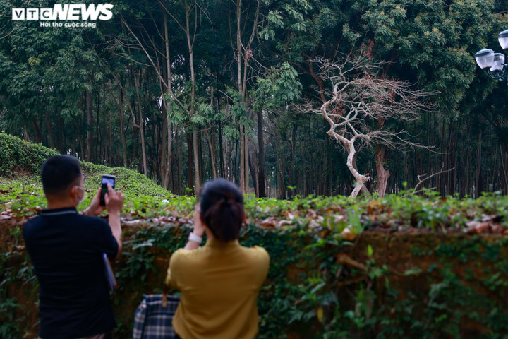 Ngắm tuyến phố đi bộ thứ 4 ở Hà Nội quanh Thành cổ Sơn Tây - 12