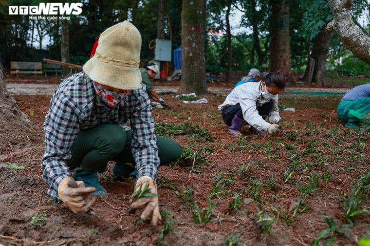 Ngắm tuyến phố đi bộ thứ 4 ở Hà Nội quanh Thành cổ Sơn Tây - 13