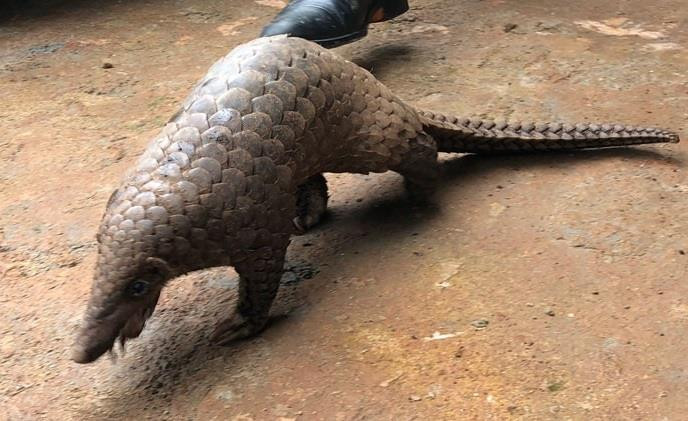 Giữ nhiều thú rừng trong nhà, người đàn ông bị phạt hơn 350 triệu đồng - 1