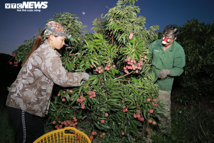 Hơn 160.000 tấn vải thiều Bắc Giang sắp được tung ra thị trường - 1