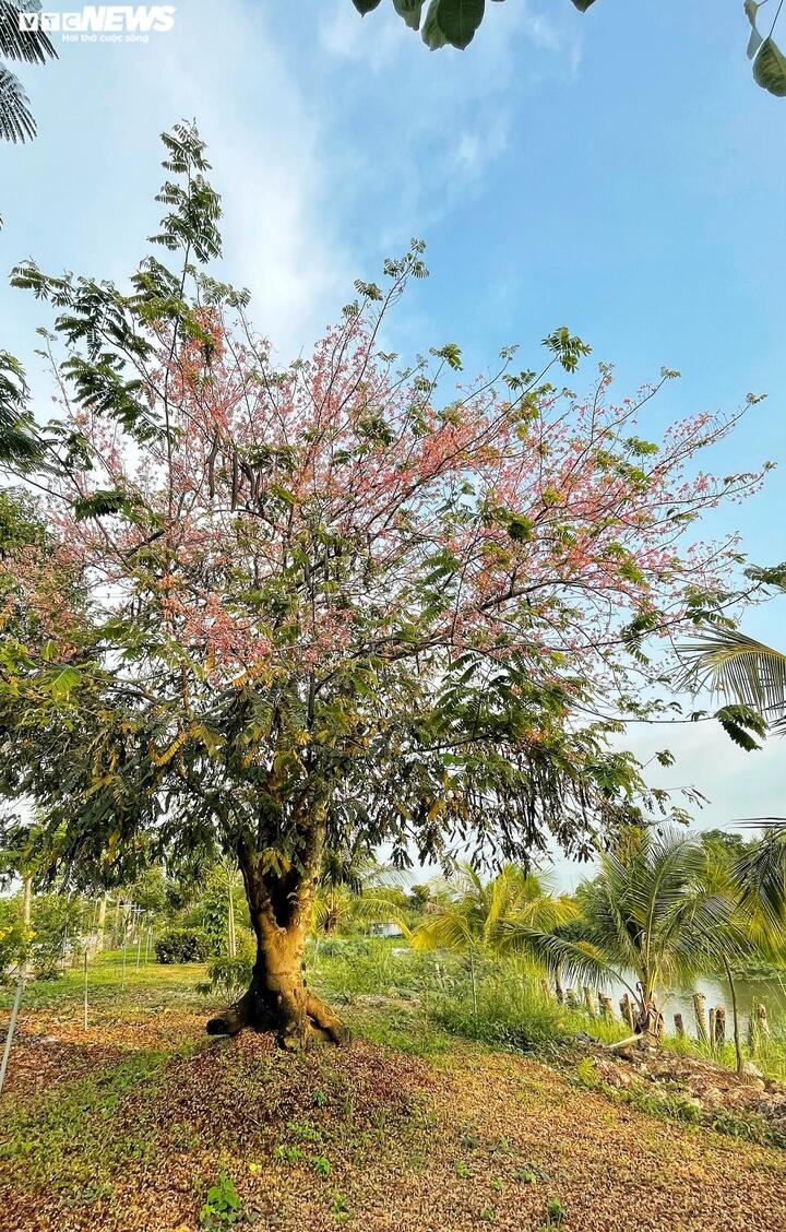 Ngắm 'hoa anh đào miền Tây' phủ sắc hồng khắp đường quê - 9