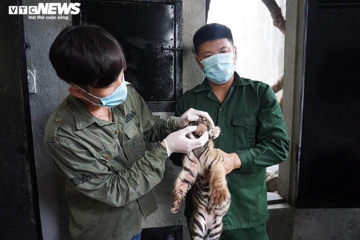 Ảnh: Bàn giao 7 con hổ Đông Dương quý hiếm cho vườn quốc gia Phong Nha - Kẻ Bàng - 2