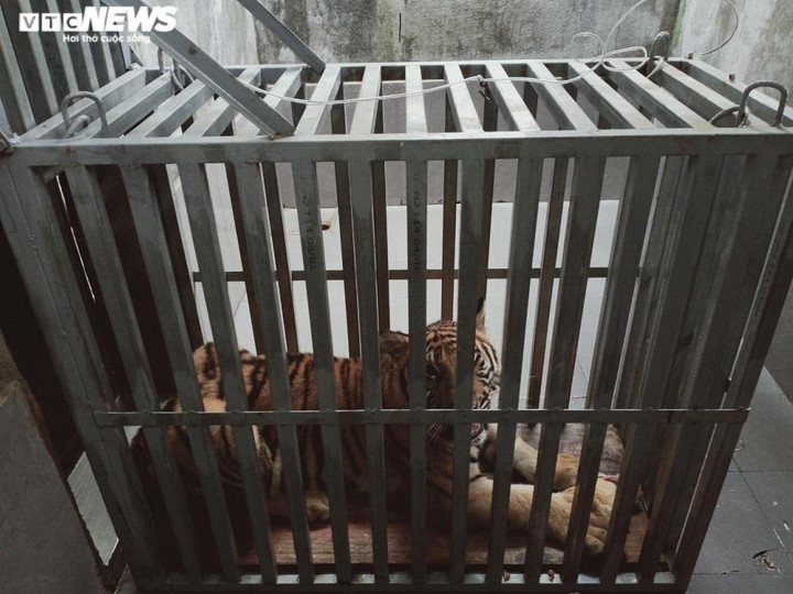 Ảnh: Bàn giao 7 con hổ Đông Dương quý hiếm cho vườn quốc gia Phong Nha - Kẻ Bàng - 3