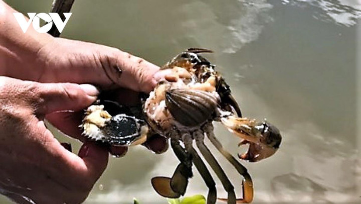 Cua Cà Mau lại chết hàng loạt, người dân đứng ngồi không yên - 1