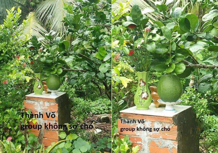 Dàn cây trồng 'phản chủ' dâng hết trái mời hàng xóm xơi, chủ nhà 'còn cái nịt' - 8