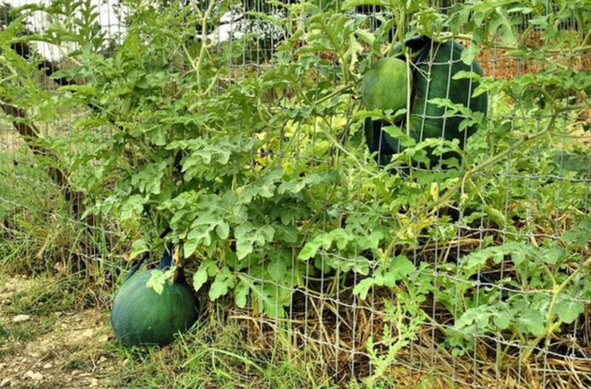 Dàn cây trồng 'phản chủ' dâng hết trái mời hàng xóm xơi, chủ nhà 'còn cái nịt' - 4