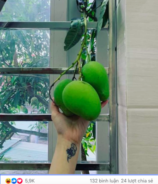 Dàn cây trồng 'phản chủ' dâng hết trái mời hàng xóm xơi, chủ nhà 'còn cái nịt' - 6