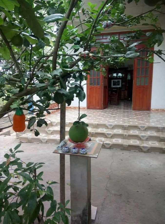 Dàn cây trồng 'phản chủ' dâng hết trái mời hàng xóm xơi, chủ nhà 'còn cái nịt' - 9