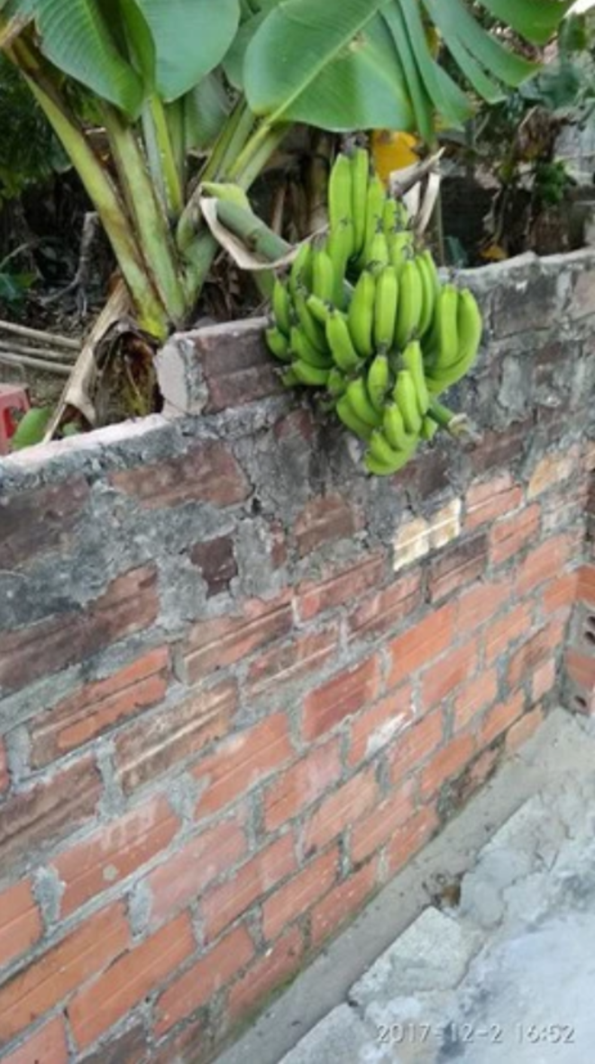 Dàn cây trồng 'phản chủ' dâng hết trái mời hàng xóm xơi, chủ nhà 'còn cái nịt' - 2