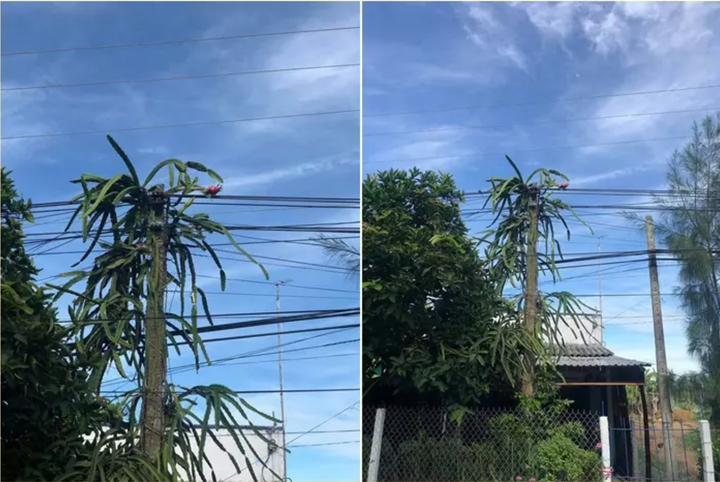 Dàn cây trồng 'phản chủ' dâng hết trái mời hàng xóm xơi, chủ nhà 'còn cái nịt' - 10