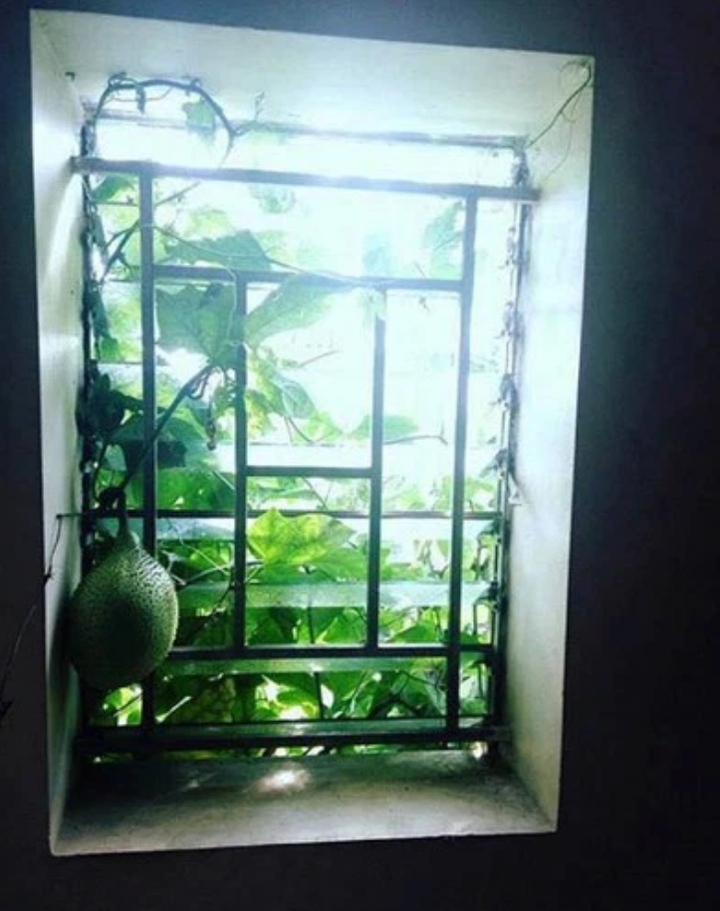 Dàn cây trồng 'phản chủ' dâng hết trái mời hàng xóm xơi, chủ nhà 'còn cái nịt' - 7