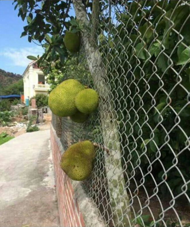 Dàn cây trồng 'phản chủ' dâng hết trái mời hàng xóm xơi, chủ nhà 'còn cái nịt' - 3