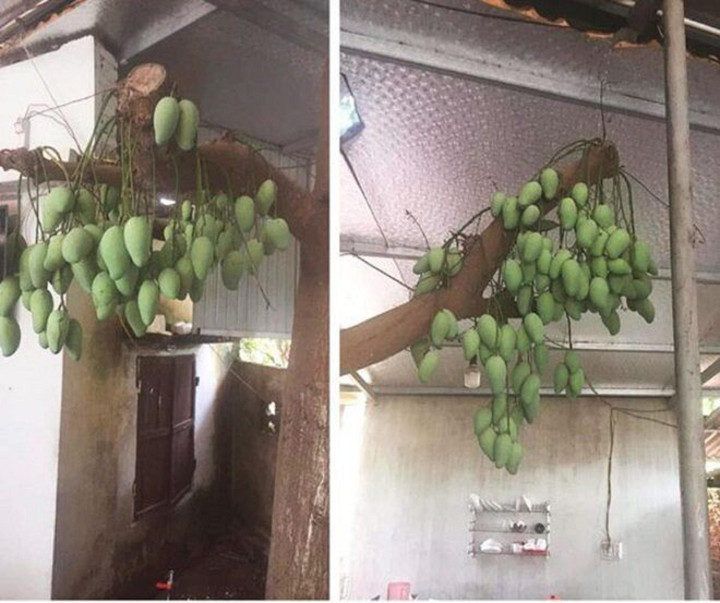 Dàn cây trồng 'phản chủ' dâng hết trái mời hàng xóm xơi, chủ nhà 'còn cái nịt' - 11