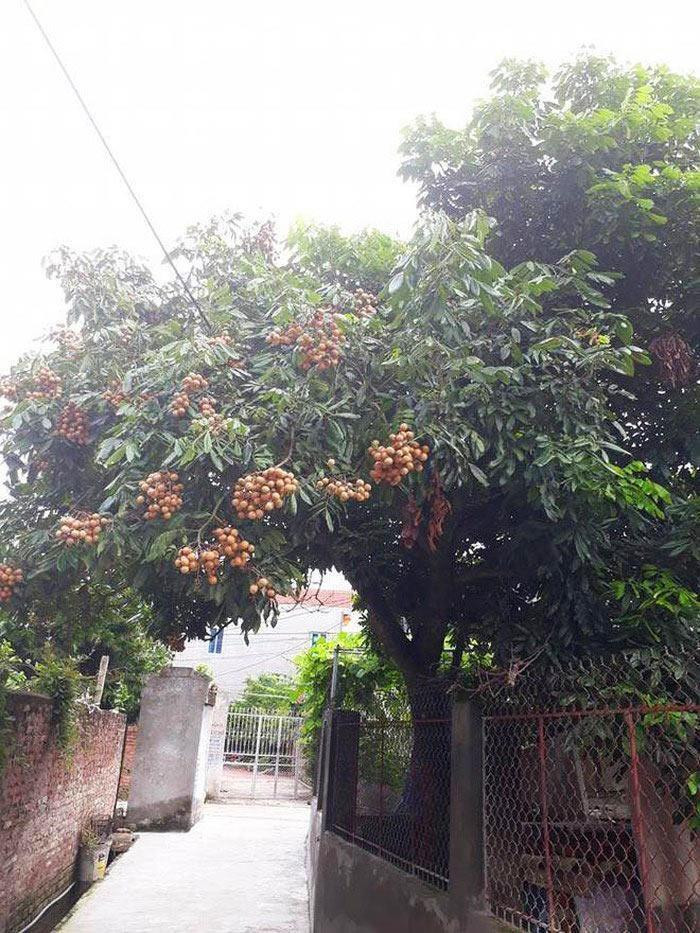 Dàn cây trồng 'phản chủ' dâng hết trái mời hàng xóm xơi, chủ nhà 'còn cái nịt' - 5
