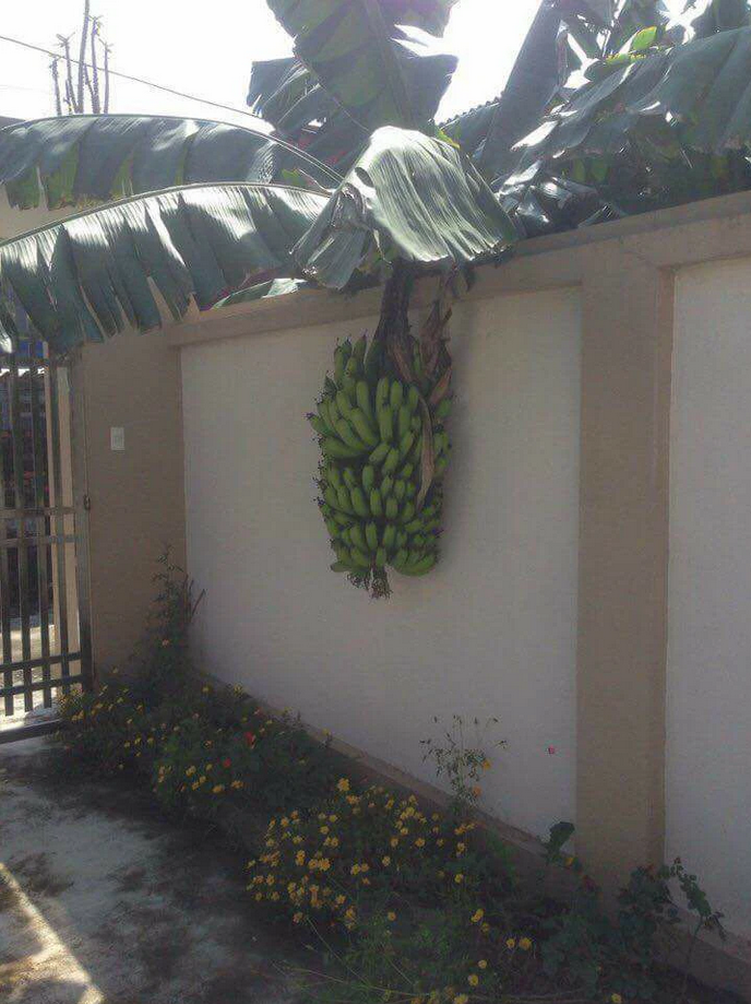 Dàn cây trồng 'phản chủ' dâng hết trái mời hàng xóm xơi, chủ nhà 'còn cái nịt' - 1