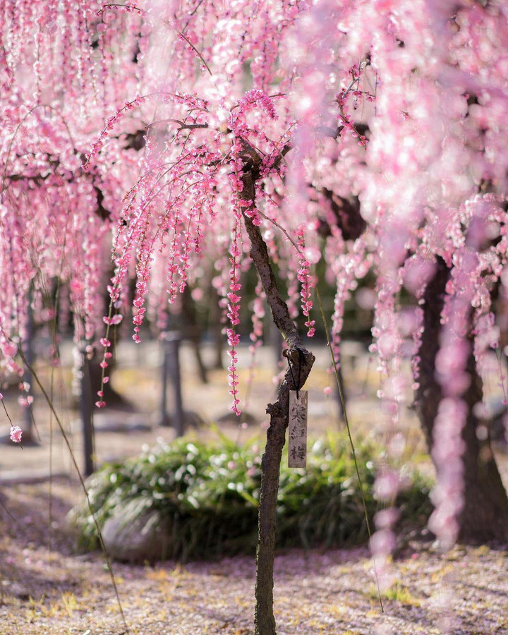 Lạc vào tiên cảnh với những cây hoa mận bung sắc hồng ‘đẹp xỉu’ - 2