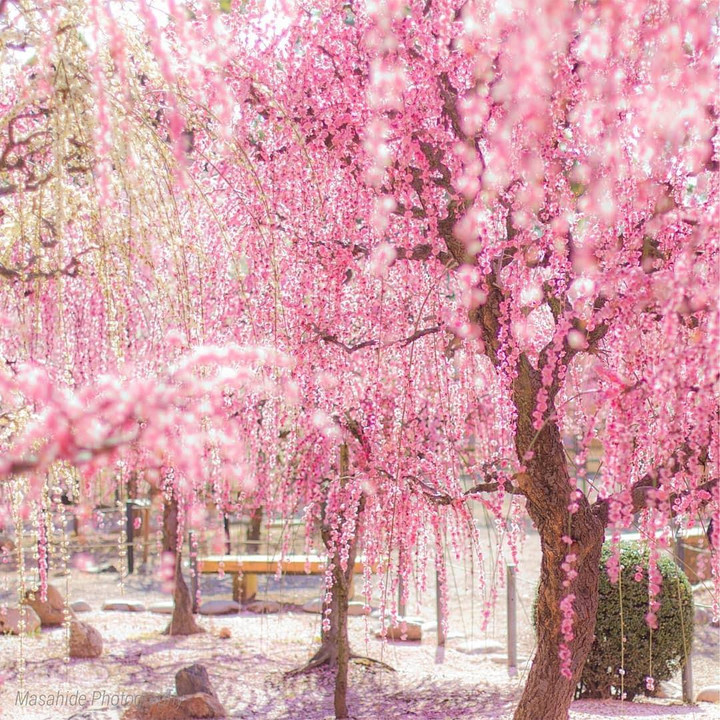 Lạc vào tiên cảnh với những cây hoa mận bung sắc hồng ‘đẹp xỉu’ - 6