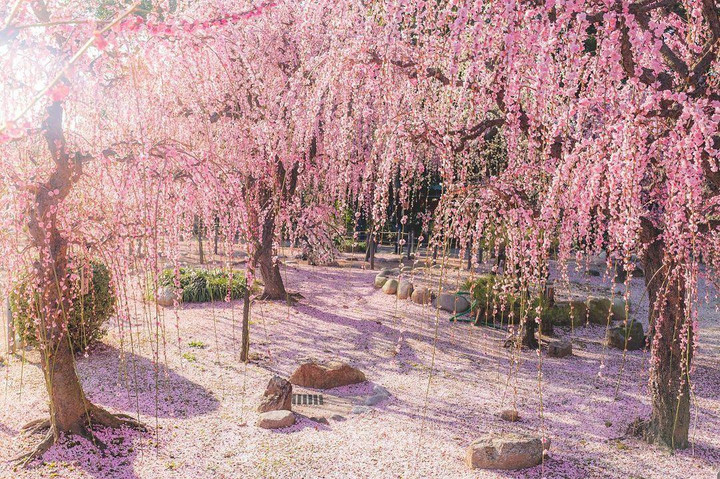 Lạc vào tiên cảnh với những cây hoa mận bung sắc hồng ‘đẹp xỉu’ - 1