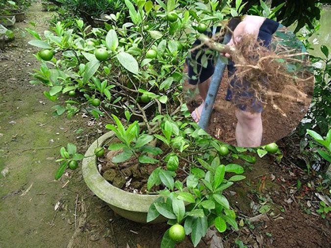 Ho hậu COVID-19: Bác sĩ mách bài thuốc dân gian với 2 thứ dễ kiếm, dùng hiệu quả - 3