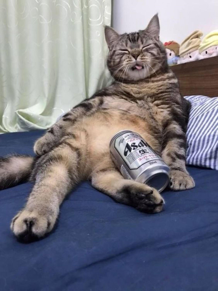 Khoảnh khắc đáng yêu vô đối khi hội thú cưng học thói 'say xỉn' của chủ - 6