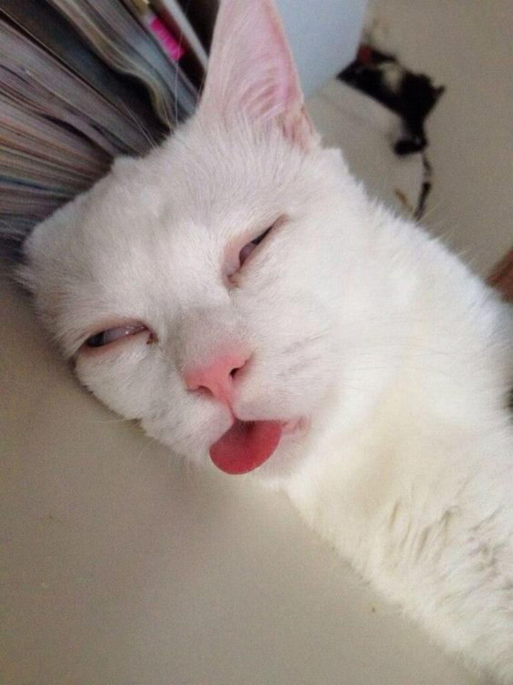 Khoảnh khắc đáng yêu vô đối khi hội thú cưng học thói 'say xỉn' của chủ - 10