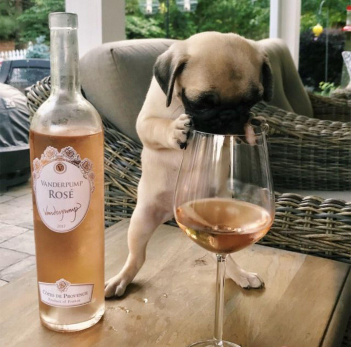 Khoảnh khắc đáng yêu vô đối khi hội thú cưng học thói 'say xỉn' của chủ - 3